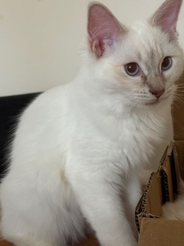 Ragdoll kittens for sale in Salford, Greater Manchester – 3 months old - Image 4 of 9