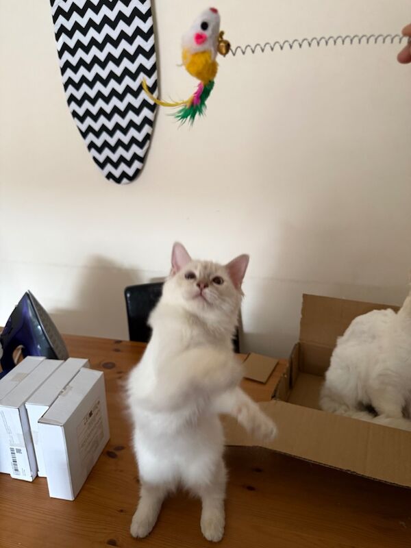 Ragdoll kittens for sale in Salford, Greater Manchester – 3 months old - Image 6 of 9