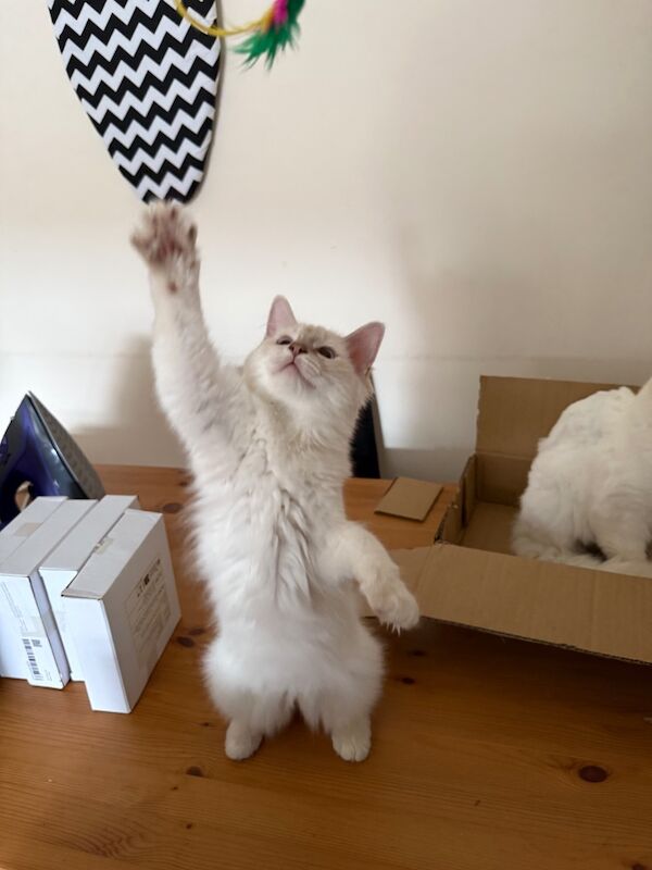 Ragdoll kittens for sale in Salford, Greater Manchester – 3 months old - Image 7 of 9
