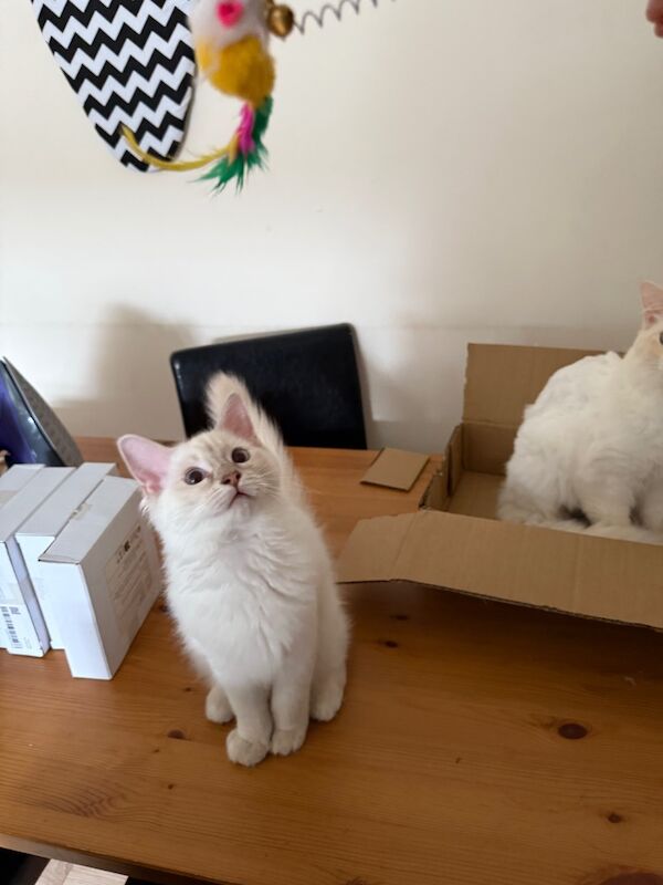 Ragdoll kittens for sale in Salford, Greater Manchester – 3 months old - Image 8 of 9