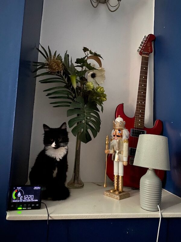 Kitten 6mth old rehoming needed