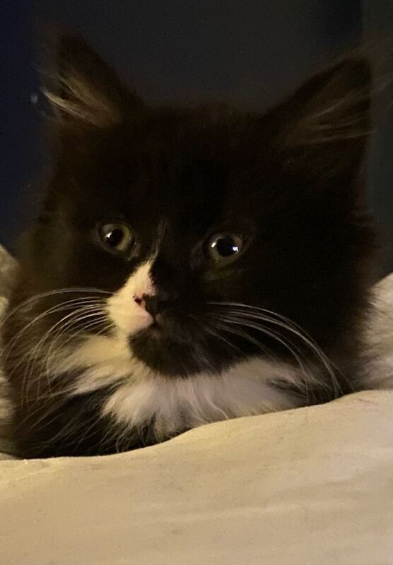 Kitten 6mth old rehoming needed - Image 3 of 3
