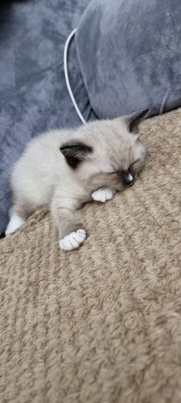 Ragdoll kittens for sale in Hall Green, West Midlands – 8 weeks old