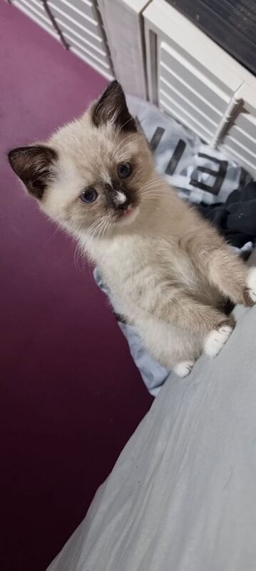 Ragdoll kittens for sale in Hall Green, West Midlands – 8 weeks old - Image 3 of 3
