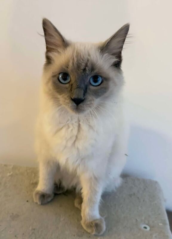 Ragdoll kittens for sale in Barnsley, South Yorkshire – 5 months old