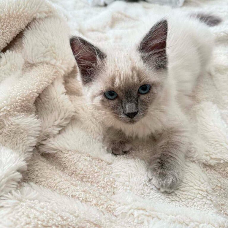 Ragdoll kittens for sale in Barnsley, South Yorkshire – 5 months old - Image 2 of 2
