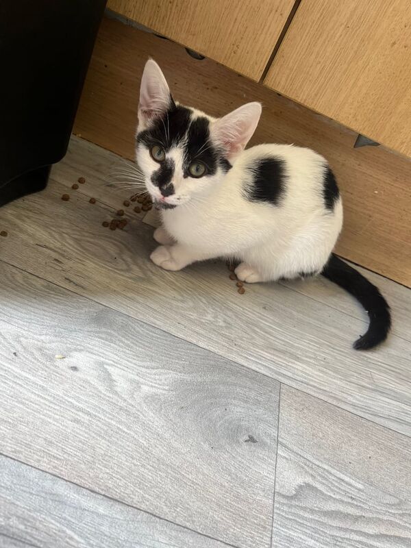 Ragdoll kittens for sale in Edmonton, Greater London – 10 weeks old