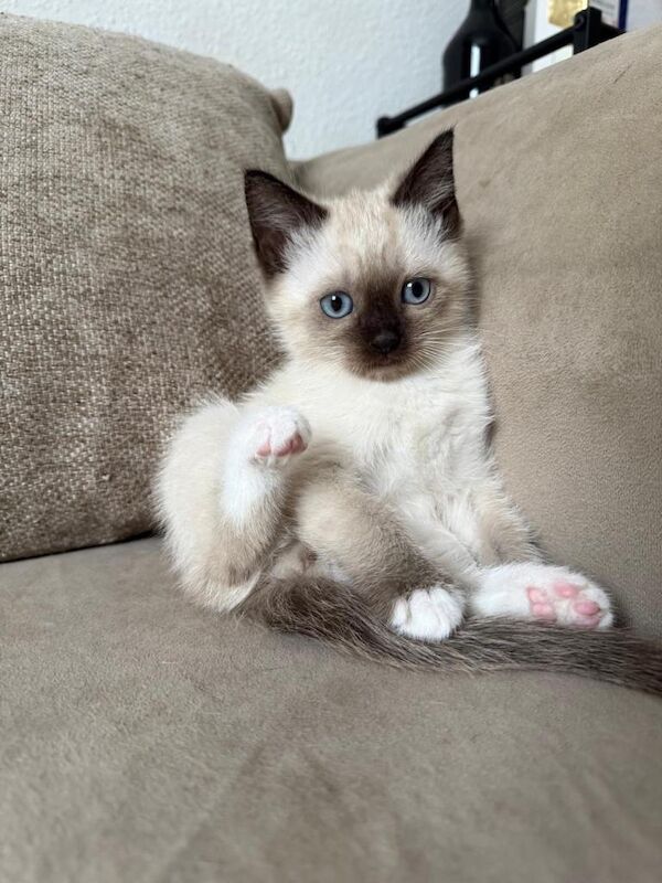 Ragdoll Kittens For Sale