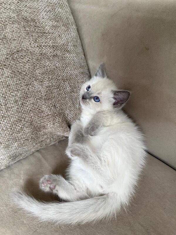 Kitten for sale - Image 2 of 5