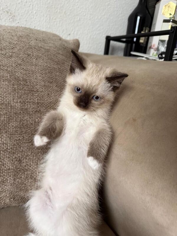 Kitten for sale - Image 3 of 5