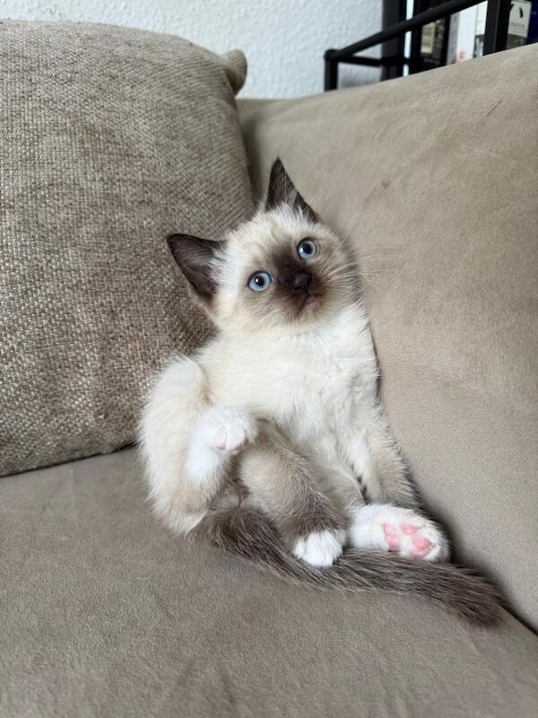 Kitten for sale - Image 4 of 5