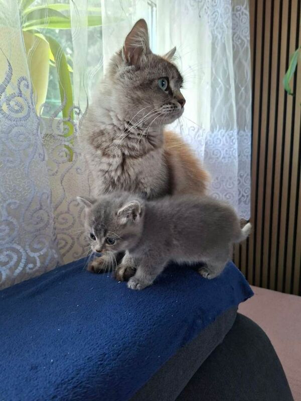 Kitten for sale