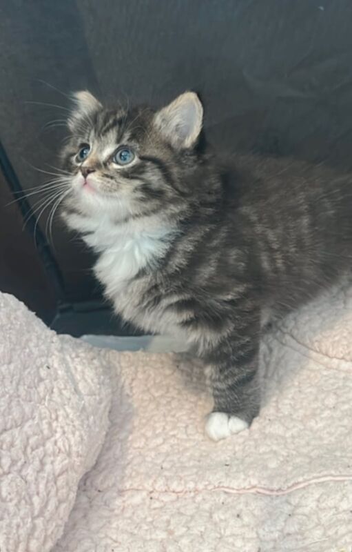 Kitten ready now ragdoll/tabby for sale in Turriff, Aberdeenshire
