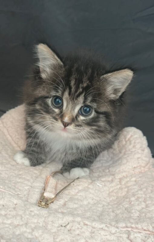 Kitten ready now ragdoll/tabby for sale in Turriff, Aberdeenshire | Image 2