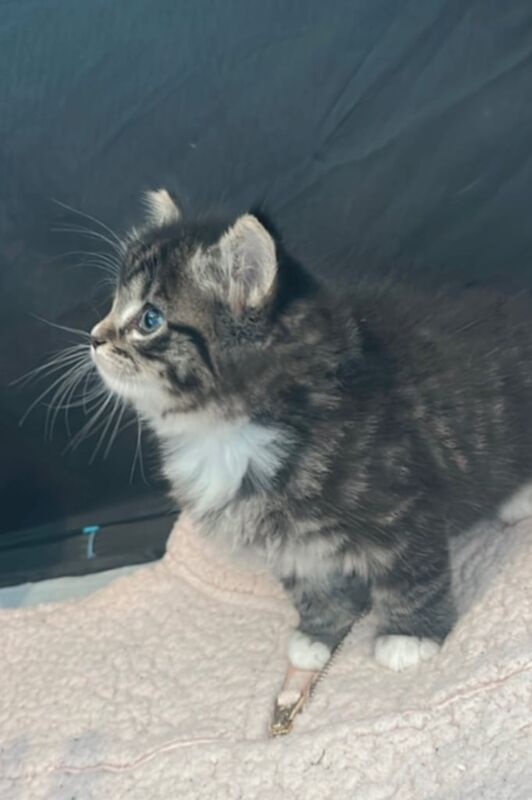 Kitten ready now ragdoll/tabby for sale in Turriff, Aberdeenshire | Image 3
