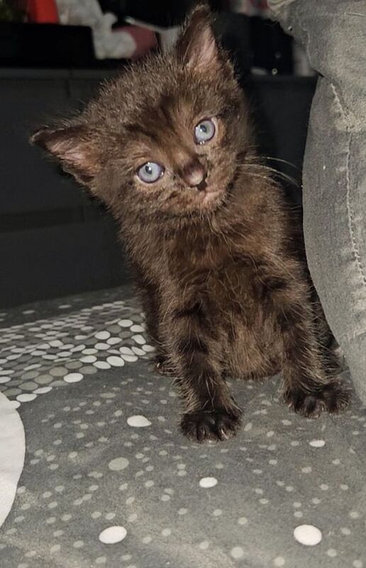 Kittens for sale in Sinfin, Derbyshire