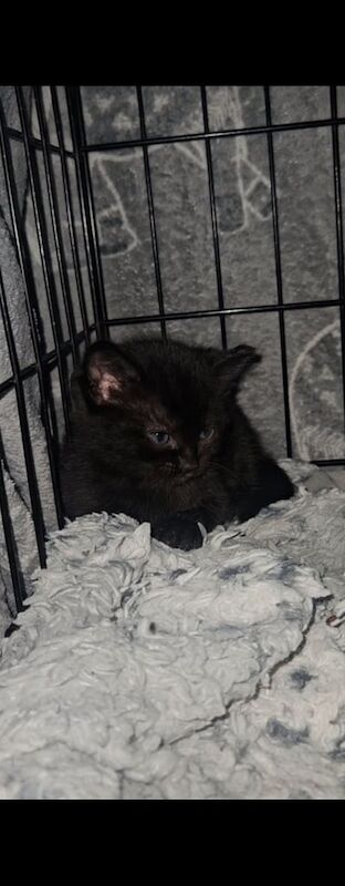 Kittens for sale in Sinfin, Derbyshire | Image 2