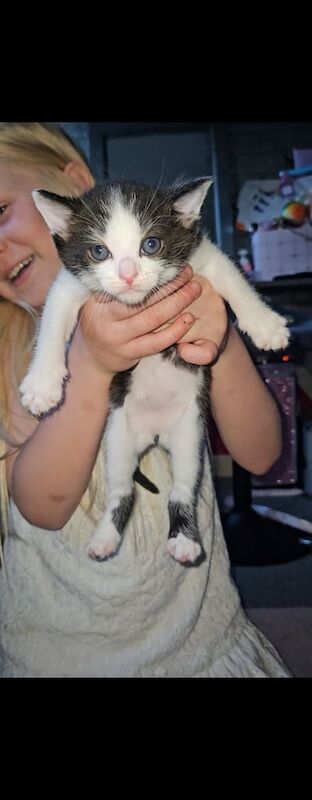 Kittens for sale in Sinfin, Derbyshire | Image 3