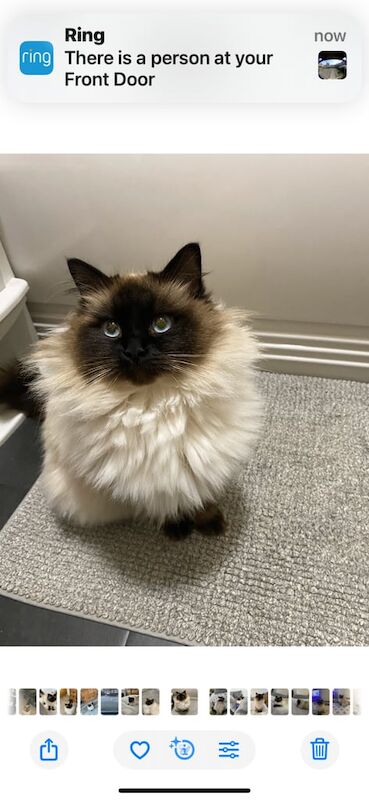 Kittens for sale in Sunderland, Tyne and Wear