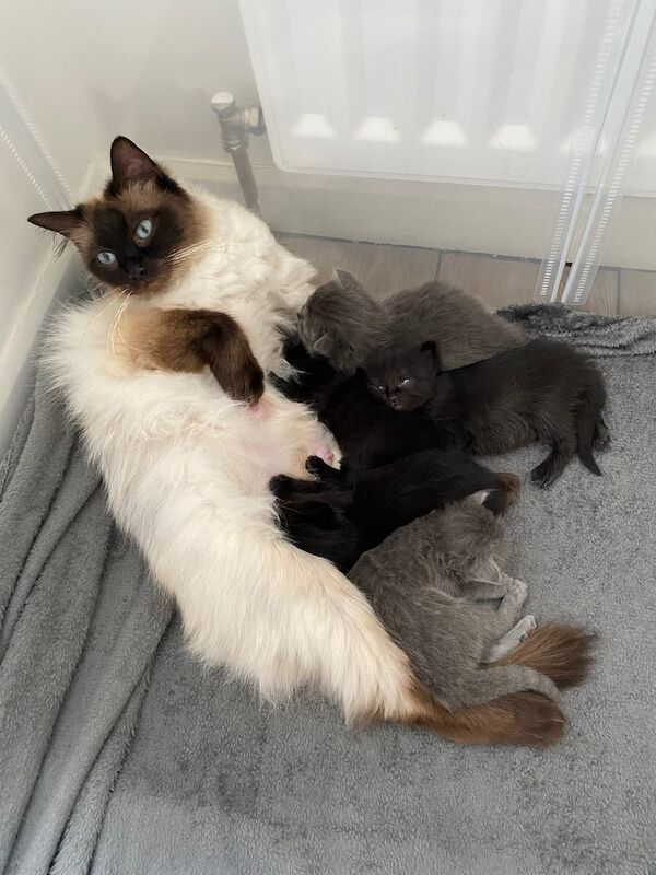 Kittens for sale in Sunderland, Tyne and Wear | Image 2