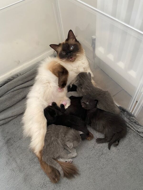 Kittens for sale in Sunderland, Tyne and Wear | Image 3