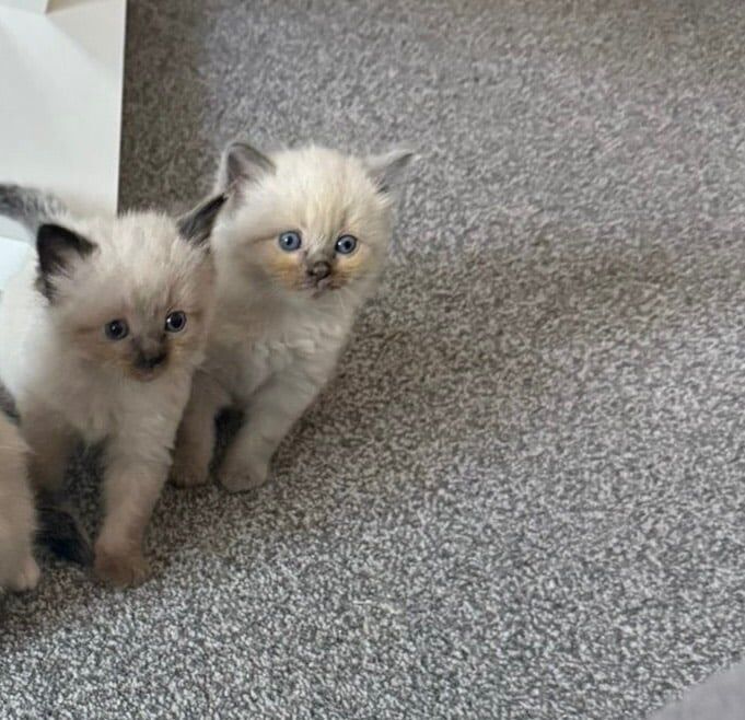 Ragdoll kittens for sale in Horsham, West Sussex – 4 weeks old