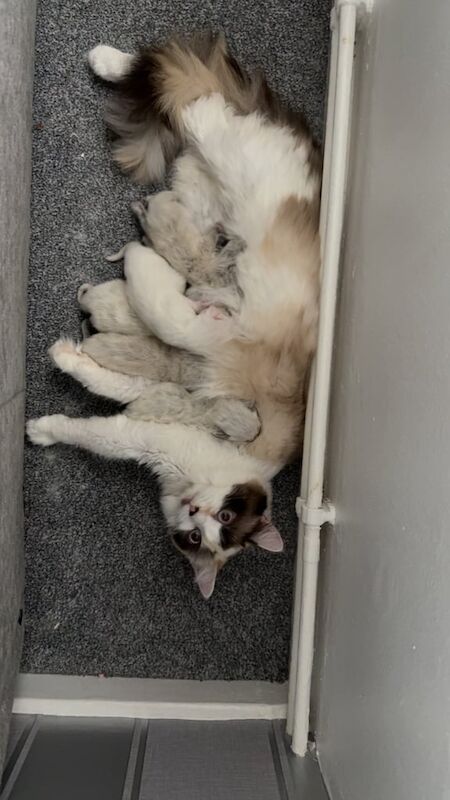 Ragdoll kittens for sale in Horsham, West Sussex – 4 weeks old - Image 2 of 3