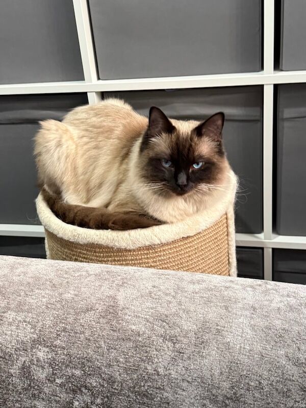 Ragdoll kittens for sale in Horsham, West Sussex – 4 weeks old - Image 3 of 3
