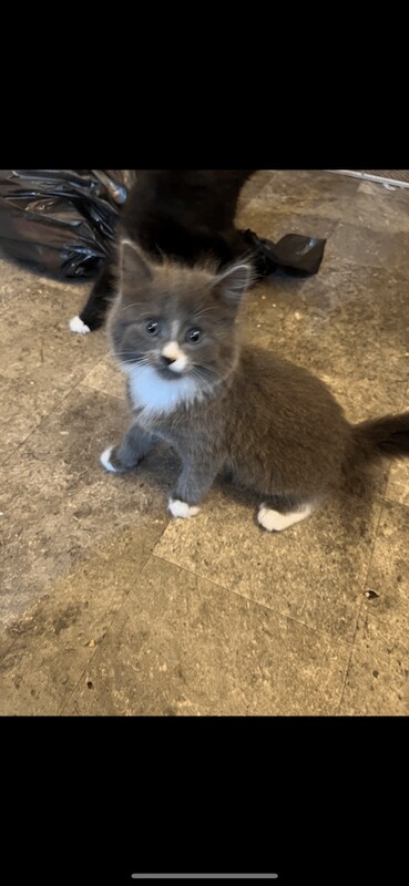 Ragdoll kittens for sale in Mundesley, Norfolk – 8 weeks old