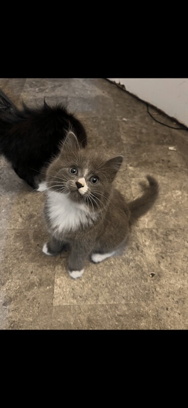 Ragdoll kittens for sale in Mundesley, Norfolk – 8 weeks old - Image 2 of 3