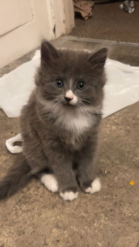 Ragdoll kittens for sale in Mundesley, Norfolk – 8 weeks old - Image 3 of 3