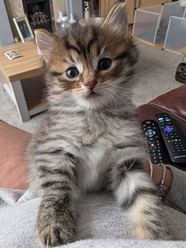 Ragdoll kittens for sale in Hartlepool, Durham – 9 weeks old