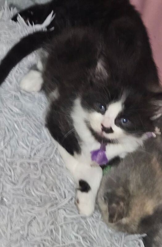 Ragdoll kittens for sale in Llanelli, Dyfed – 8 weeks old - Image 2 of 3