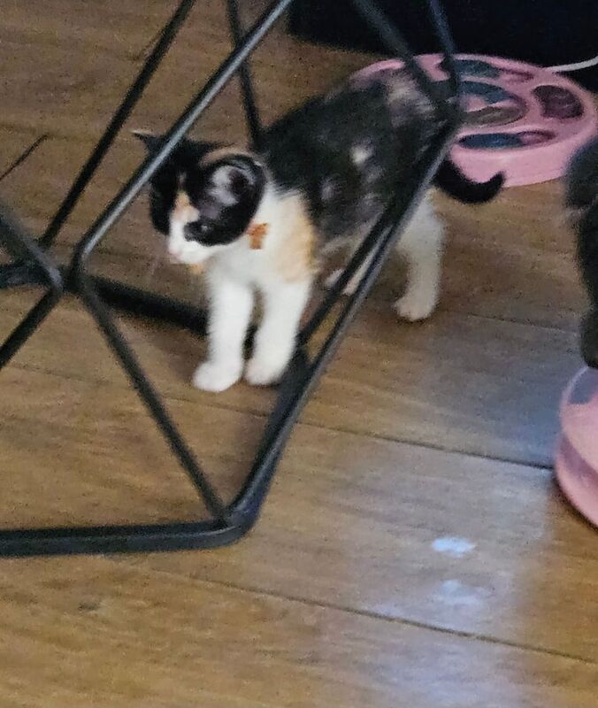 Ragdoll kittens for sale in Llanelli, Dyfed – 8 weeks old - Image 3 of 3