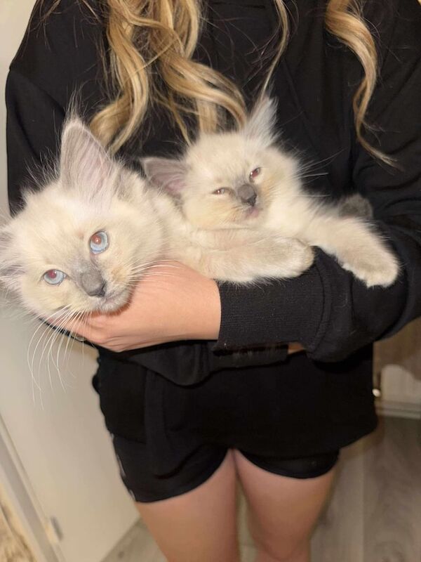 Ragdoll kittens for sale in Bedford, Bedfordshire – 9 weeks old