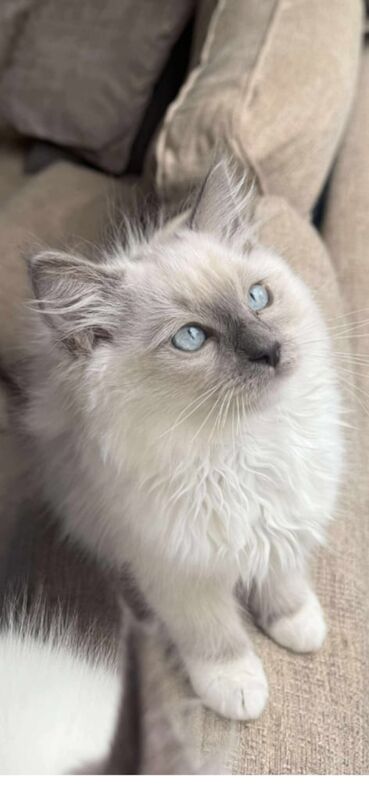 Ragdoll kittens for sale in Bedford, Bedfordshire – 9 weeks old - Image 2 of 3