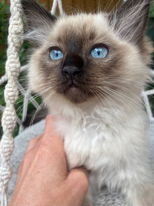 Ragdoll kittens for sale in Bedford, Bedfordshire – 9 weeks old - Image 3 of 3