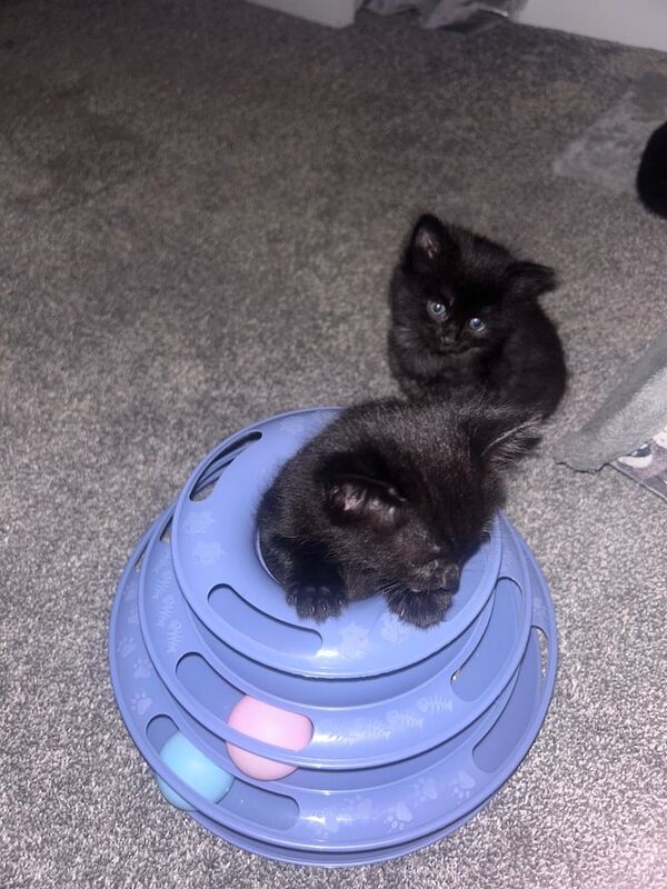 Ragdoll kittens for sale in Newark, Cambridgeshire – 5 weeks old - Image 3 of 3