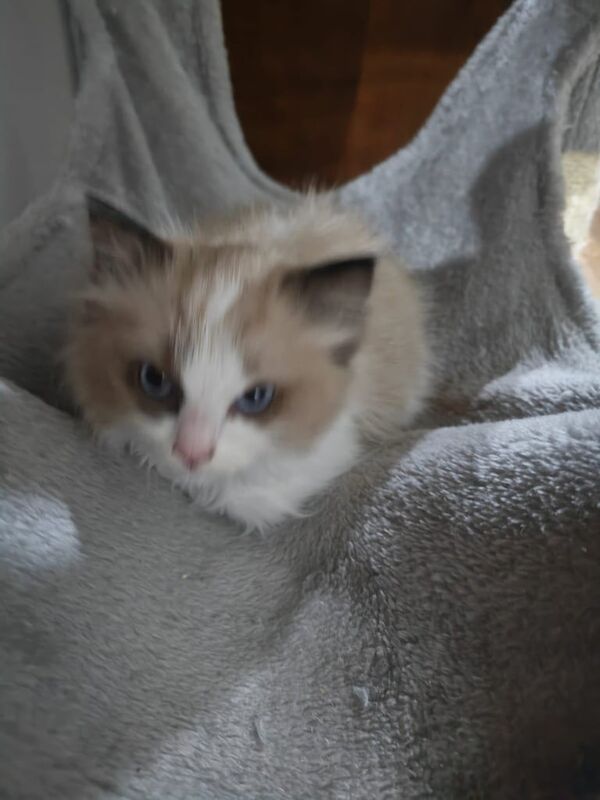 Ragdoll kittens for sale in Paisley, Renfrewshire – 10 weeks old - Image 2 of 5