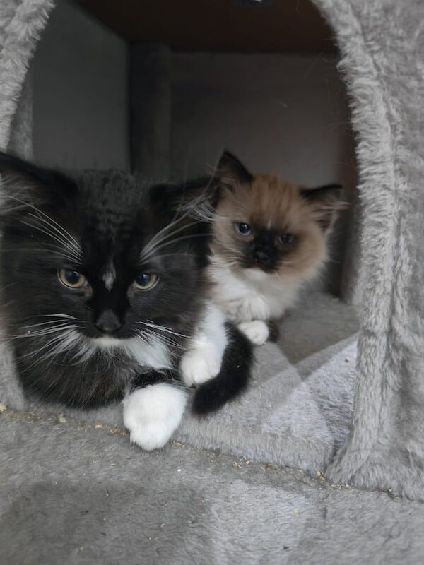 Ragdoll kittens for sale in Paisley, Renfrewshire – 10 weeks old - Image 3 of 5