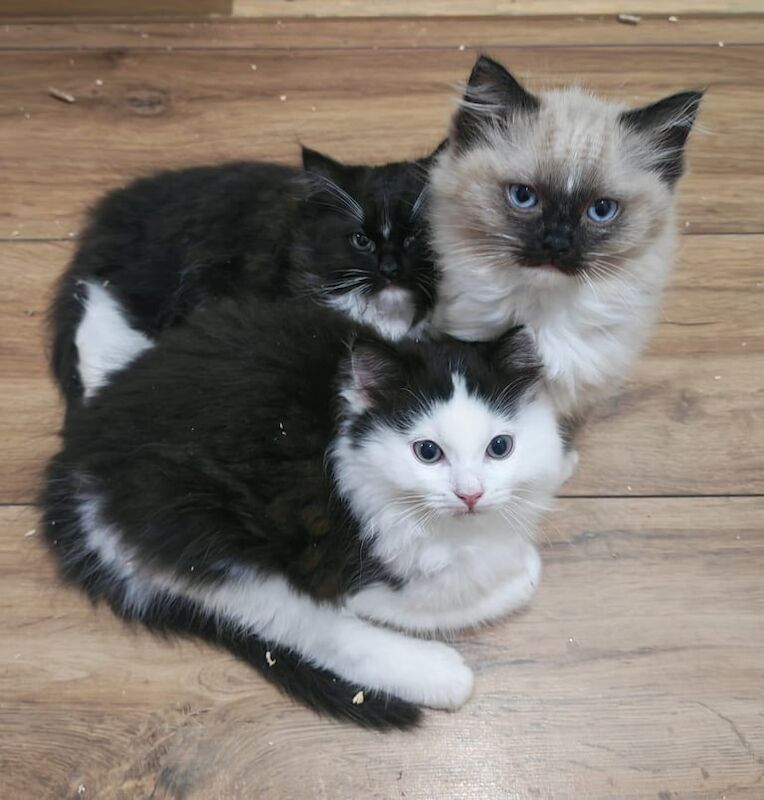 Ragdoll kittens for sale in Paisley, Renfrewshire – 10 weeks old - Image 4 of 5