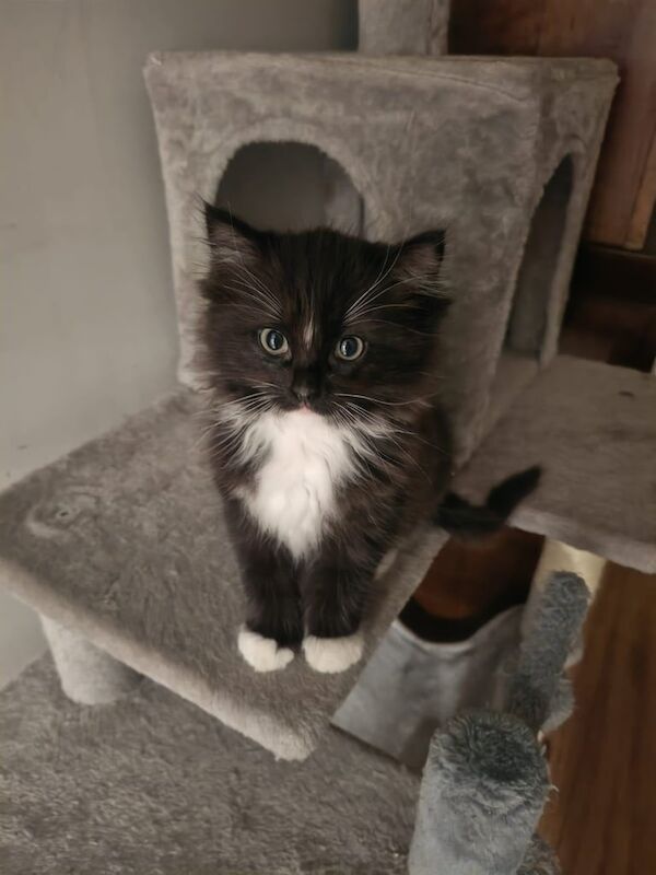 Ragdoll kittens for sale in Paisley, Renfrewshire – 10 weeks old - Image 5 of 5