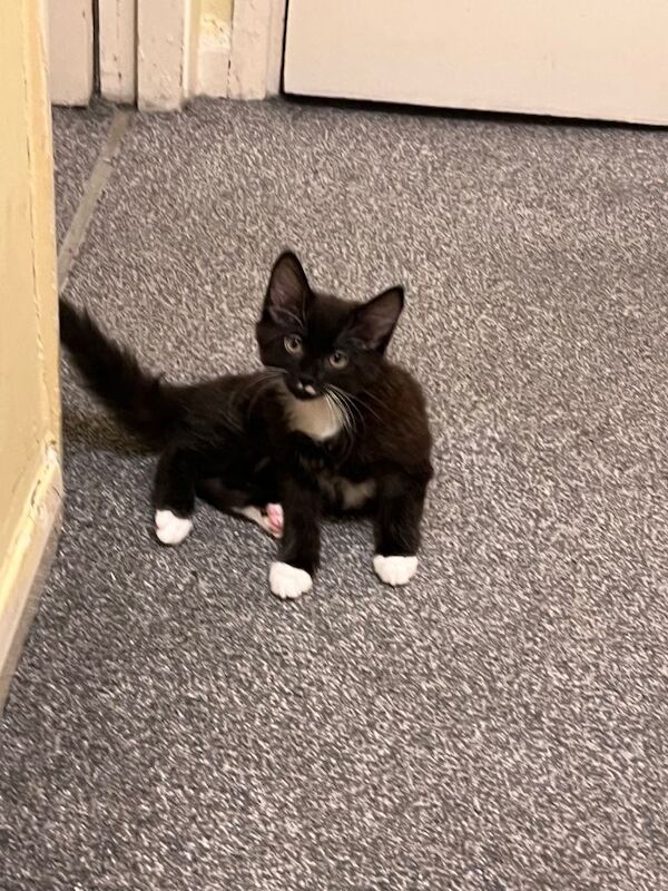 Ragdoll kittens for sale in Acton, Greater London – 3 months old