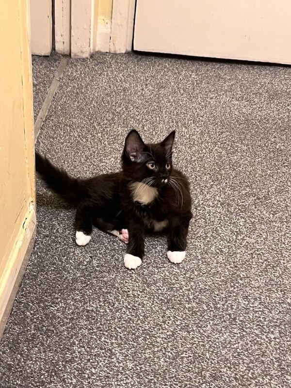 Ragdoll kittens for sale in Acton, Greater London – 3 months old - Image 2 of 5