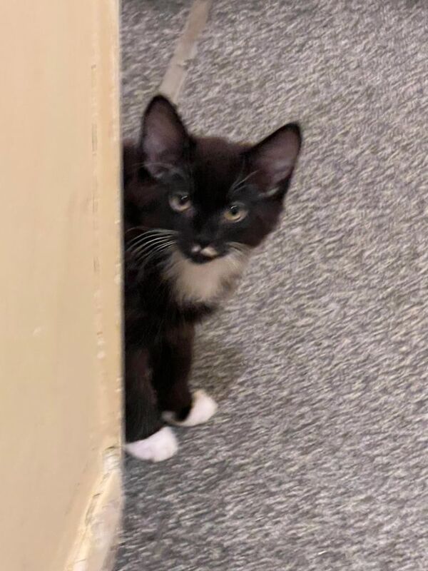 Ragdoll kittens for sale in Acton, Greater London – 3 months old - Image 3 of 5