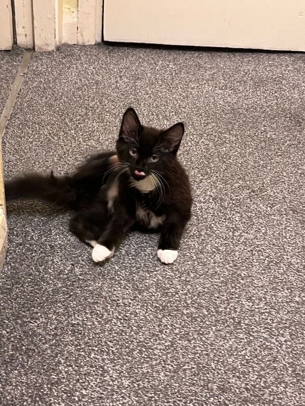 Ragdoll kittens for sale in Acton, Greater London – 3 months old - Image 4 of 5