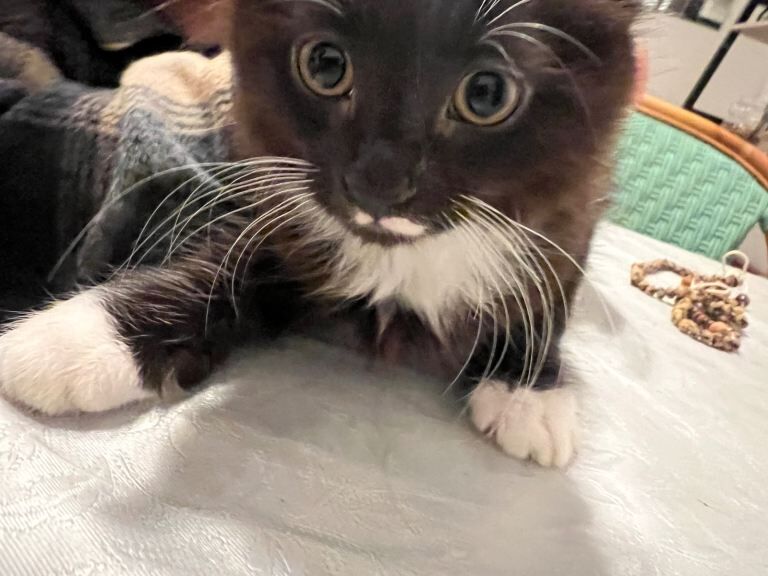 Ragdoll kittens for sale in Acton, Greater London – 3 months old - Image 5 of 5