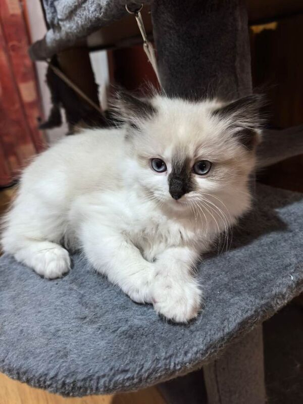 Ragdoll kittens for sale in Armagh, County Armagh – 8 weeks old