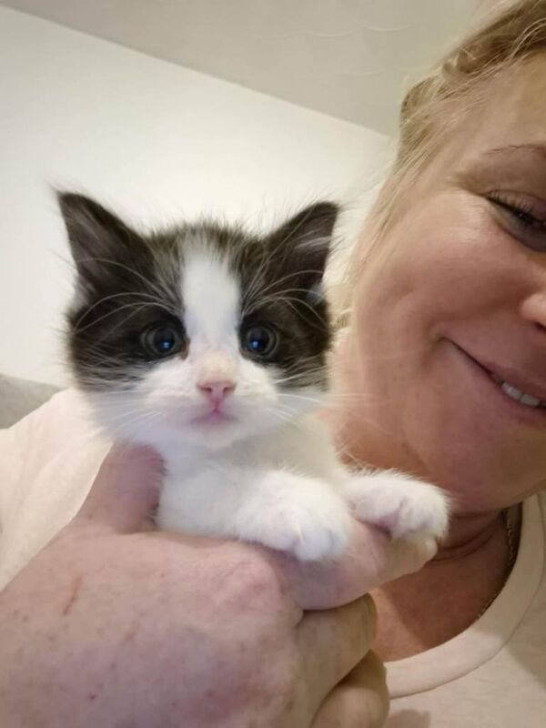 Ragdoll kittens for sale in Ipswich, Suffolk – 7 weeks old