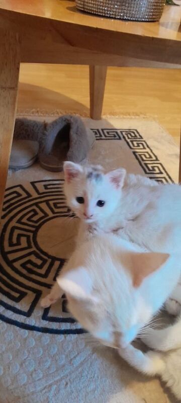 Ragdoll kittens for sale in Orpington, Greater London – 8 weeks old
